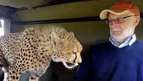 Встреча с животными - Гепард навещает участников сафари на машине