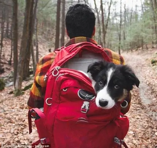 Походы с Вуффи и альпинизм с Белло