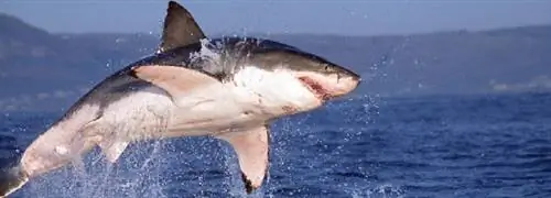 11 нападений акул с мая – кровавые пляжи в Северной Каролине