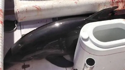 Дельфин сломал женщине обе лодыжки