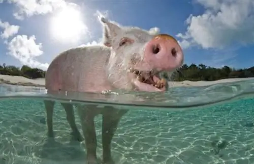 Плавающие свиньи на Багамах