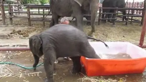 Слонёнок в Таиланде становится магнитом для посетителей
