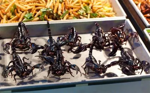 шашлык из скорпиона