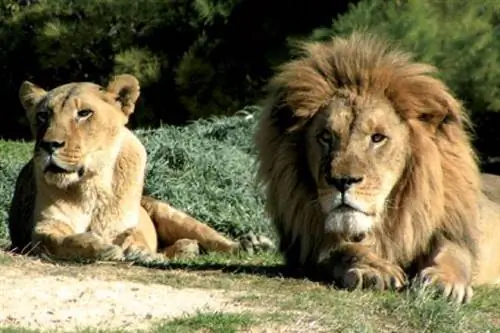 Новые убийства в зоопарке Копенгагена