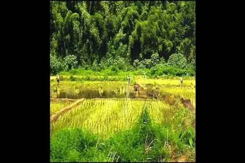 Королевская церемония в Таиланде в честь обильного урожая