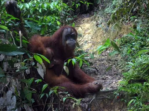 орангутан