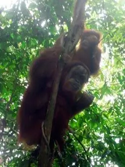 Суматранский орагутан