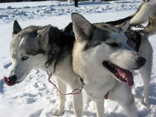 sledding_dogs_huskies_laponia
