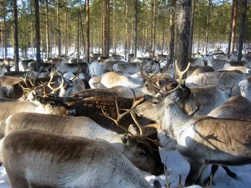 стадо оленей-лапония