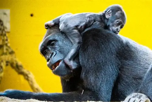 Горилла и детеныш в Кабарсено