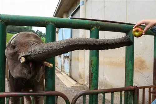 Кормление слона в Кабарсено