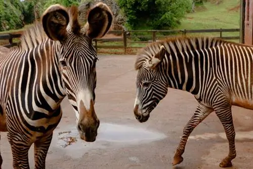 Зебры Греви в Кабарсено