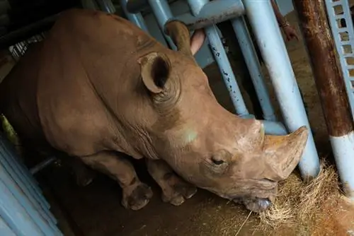 Белый носорог в Кабарсено