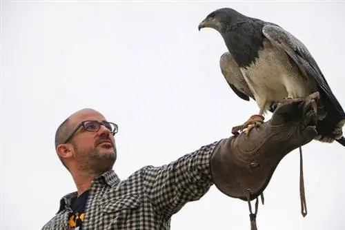 Игнасио Искьердо с хищной птицей в Кабарсено