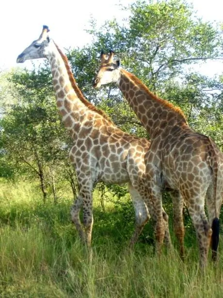 Внушительные жирафы приветствовали нас, как только мы вошли.