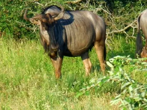 Могучий буйвол