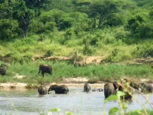 Стадо слонов остывает