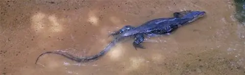 ящерица-Малайзия