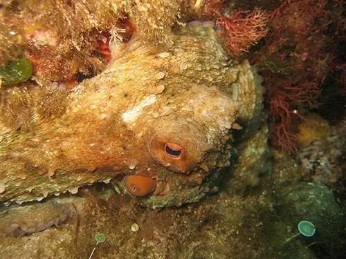 Хороший осьминог под водой