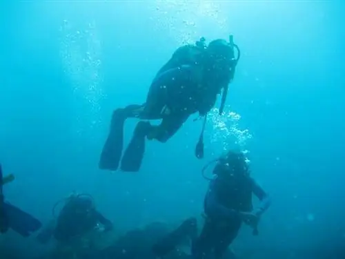 Курсы дайвинга: CMAS, PADI и моя первая звезда