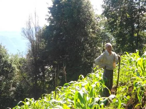 Фермер обрабатывает кукурузу на склонах Сан-Педро.