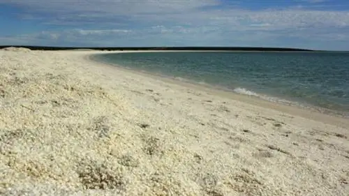 Шелл-Бич в Западной Австралии