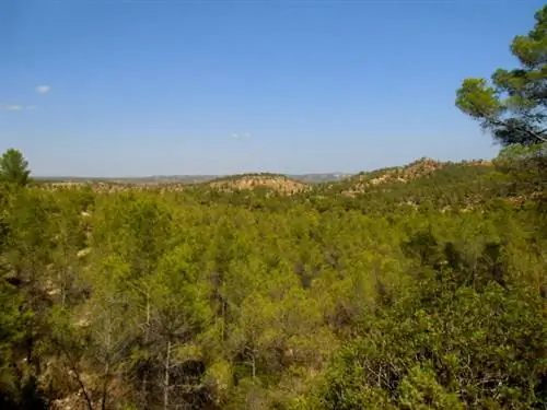 Сосны Алеппо покрывают долину Кабриэль