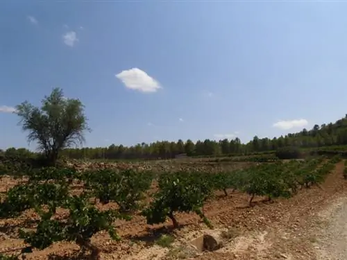 Маленькие виноградники