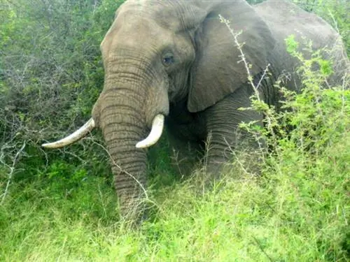 Слоны Крюгера