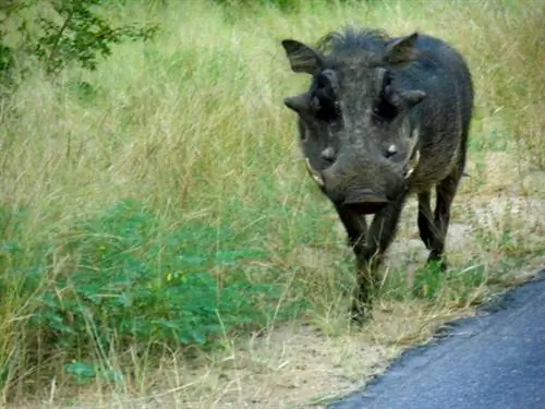 Бюджет на поездку в Южную Африку