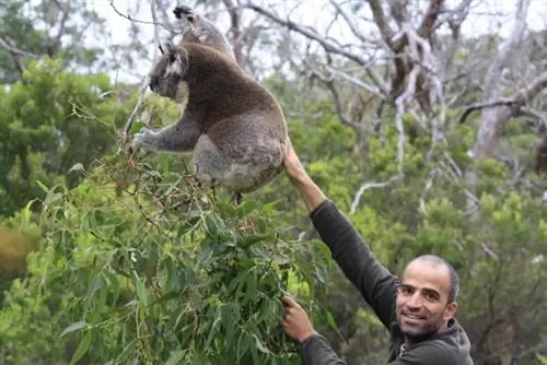Фауна этого места - еще один веский повод посетить страну. Особенно, если это такие коалы