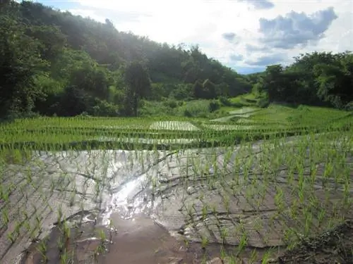 рис-мьянма-кенгтунг