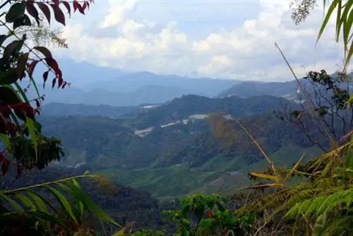 Кэмерон_хайлендс