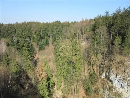 Моравские карстовые деревья