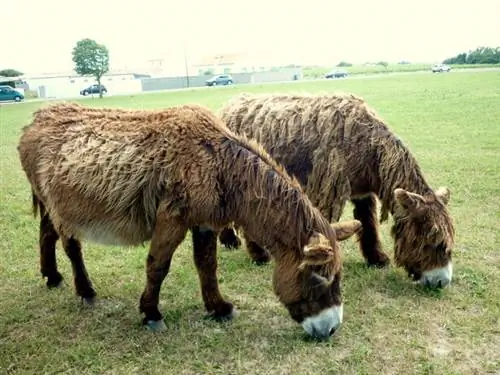 Посещение Иль-де-Ре: Сен-Мартен-де-Ре и ослы в штанах