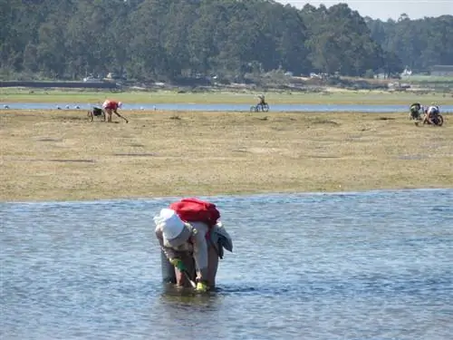 комбайны для сбора моллюсков