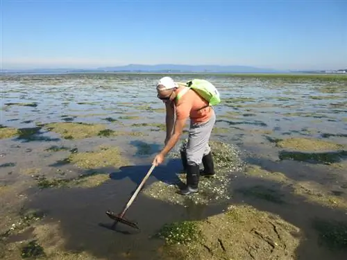 ловля моллюсков