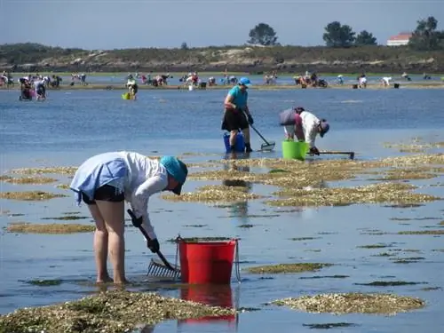 Смелые женщины Камбадоса, собирающие моллюсков