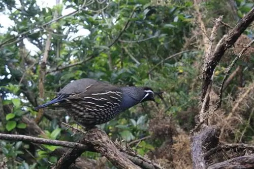 birds_abel_tasman