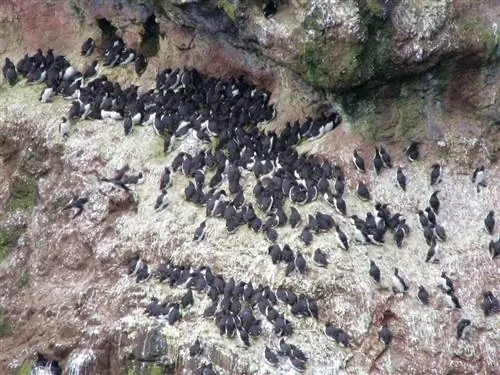 Ратлин Тупики