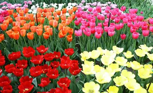 цветы_Голландия