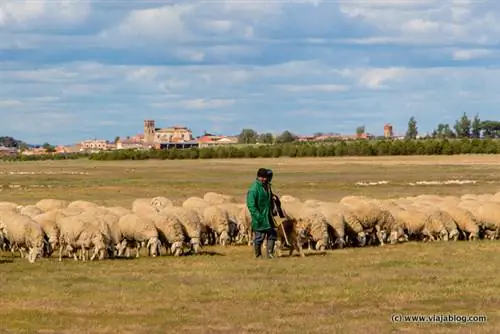 Овечье молоко Кастеллана, сырье для сыров Гранха Кантагруллас в Вальядолиде