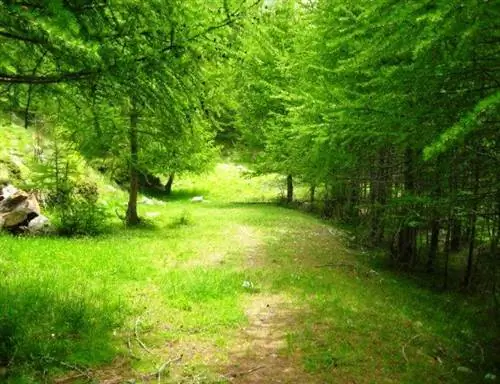 Reforest: формула путешествий и работы одновременно