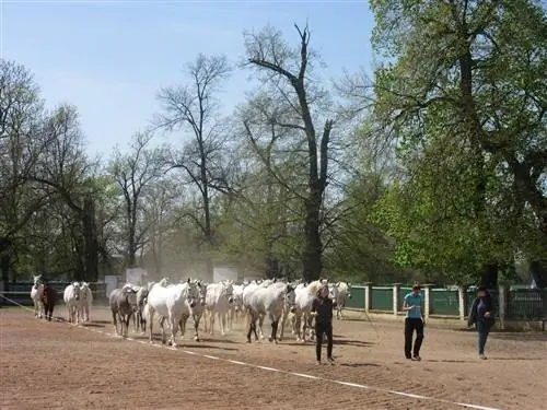 Конный завод в Пардубице