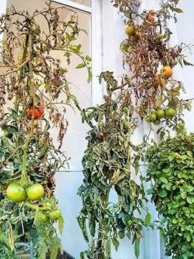 Помидоры Casa Enrique