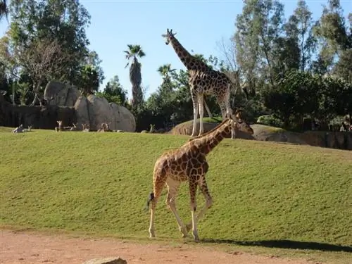 жирафы-биопарк