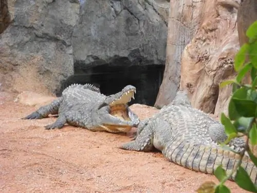 Самые грозные крокодилы