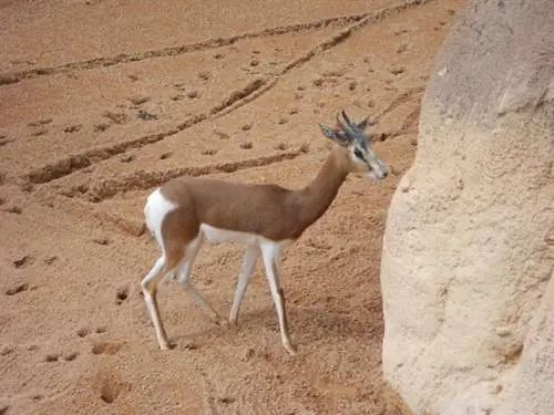 Газель Мора больше не встречается в дикой природе