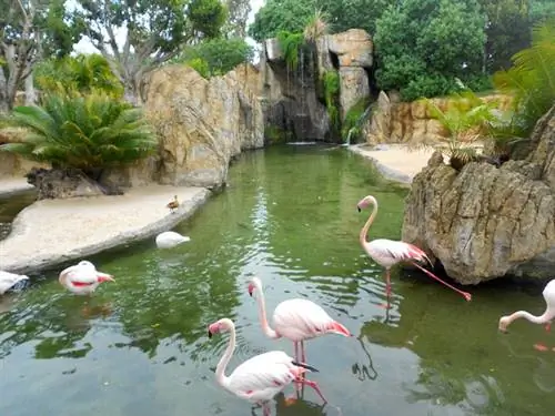 Красивые фламинго