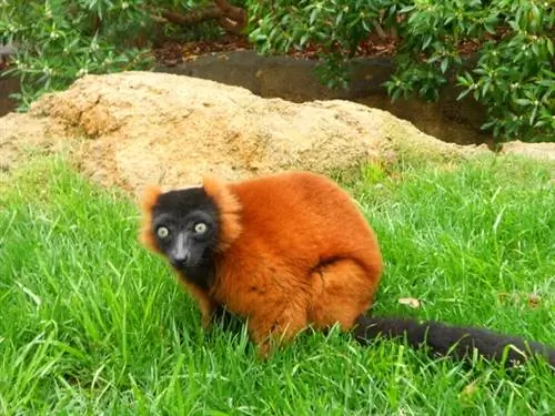 …и еще лемуры